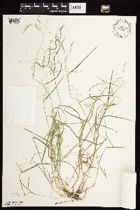 Agrostis perennans image
