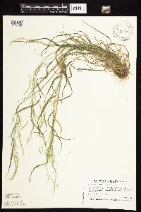 Agrostis perennans image
