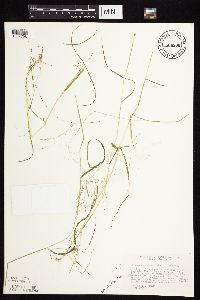 Agrostis perennans image