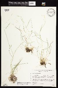 Agrostis perennans image