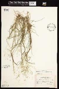 Agrostis perennans image