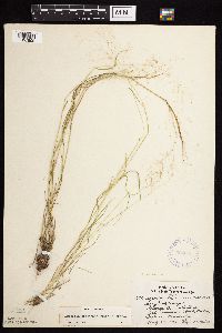 Agrostis perennans image