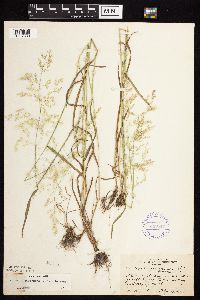 Agrostis perennans image