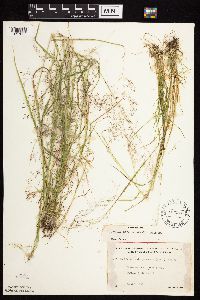 Agrostis perennans image