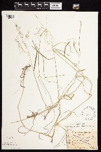 Agrostis perennans image