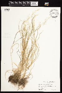 Agrostis perennans image