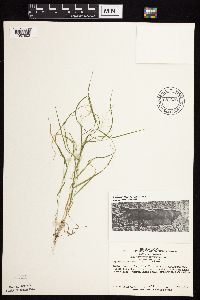 Agrostis perennans image