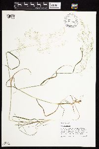 Agrostis perennans image