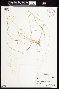 Agrostis perennans image