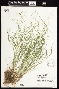 Agrostis perennans image