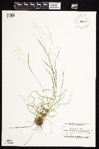 Agrostis perennans image