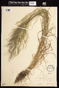 Agrostis perennans image