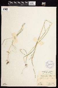 Agrostis perennans image
