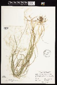 Agrostis perennans image