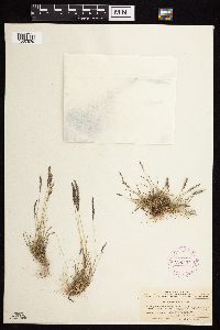 Media resource of Agrostis rossiae