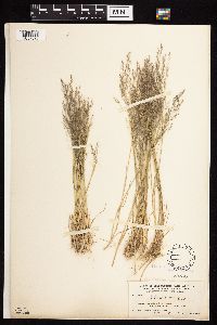 Agrostis scabra image