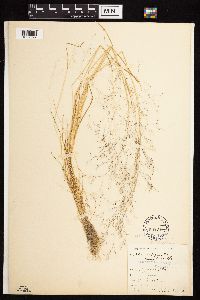 Agrostis scabra image