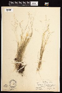 Agrostis scabra image