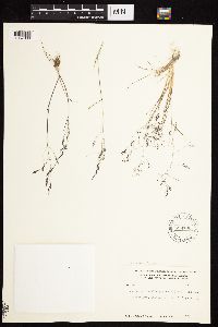 Agrostis scabra image