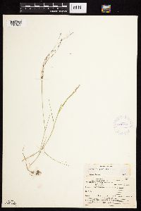 Thumbnail image of current specimen