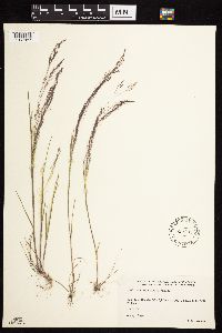 Agrostis scabra image
