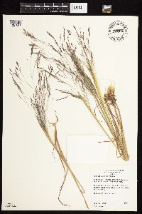 Agrostis scabra image