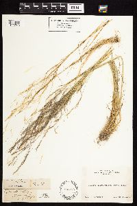 Agrostis scabra image