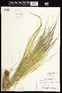 Agrostis scabra image