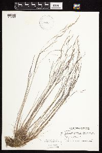 Agrostis scabra image