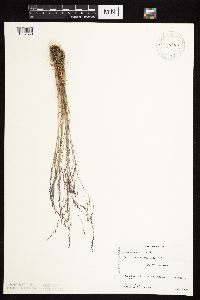Agrostis scabra image