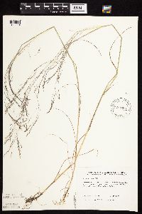 Agrostis scabra image