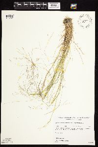 Agrostis scabra image