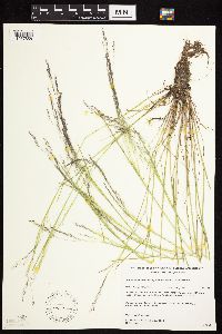 Agrostis scabra image