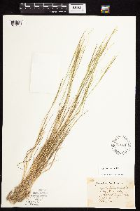 Agrostis scabra image