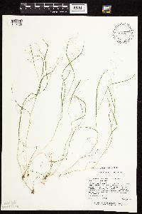 Agrostis scabra image