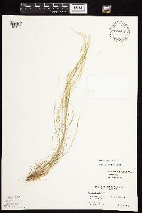 Agrostis scabra image