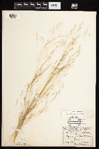 Agrostis scabra image