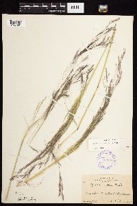 Agrostis scabra image