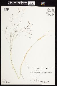 Agrostis scabra image