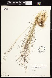 Agrostis scabra image