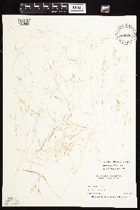 Agrostis scabra image