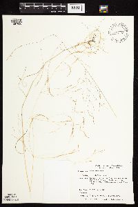 Agrostis scabra image