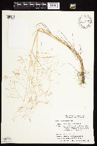 Agrostis scabra image