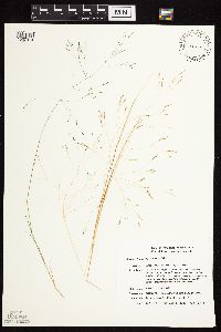 Agrostis scabra image