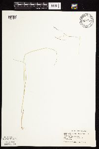 Agrostis scabra image