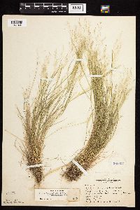 Agrostis scabra image