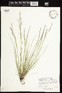 Thumbnail image of current specimen