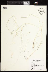 Agrostis scabra image