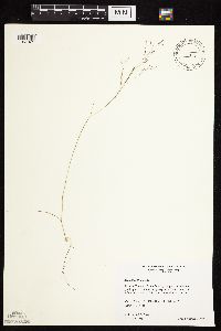 Thumbnail image of current specimen