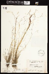 Agrostis scabra image